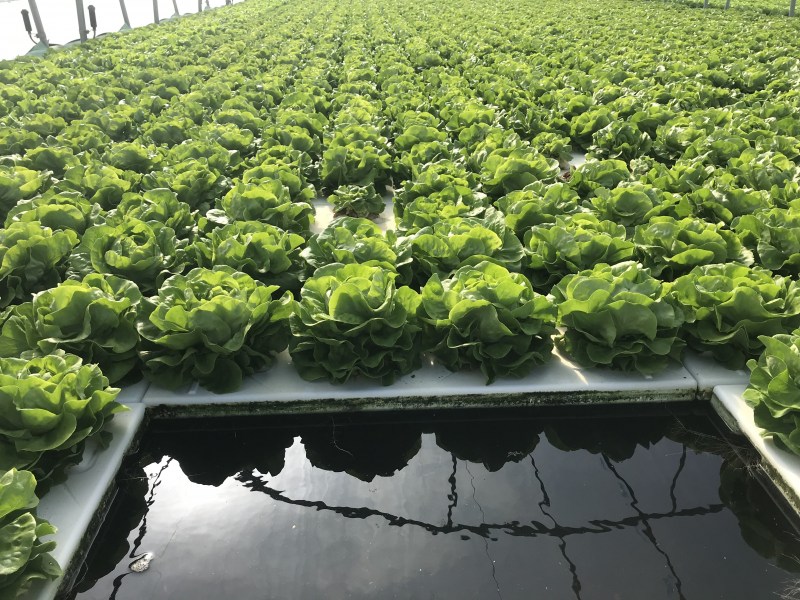 hydroponia, aquaponia,