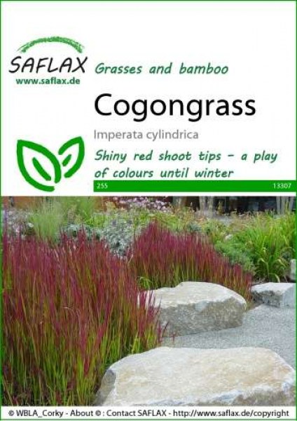 13307-imperata-cylindrica-seed-package-front-cr-english