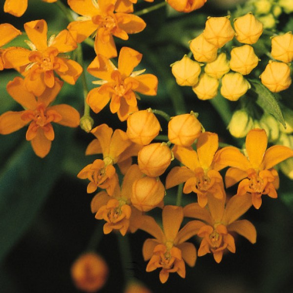 asclepias55