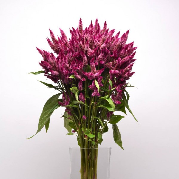 celosia4