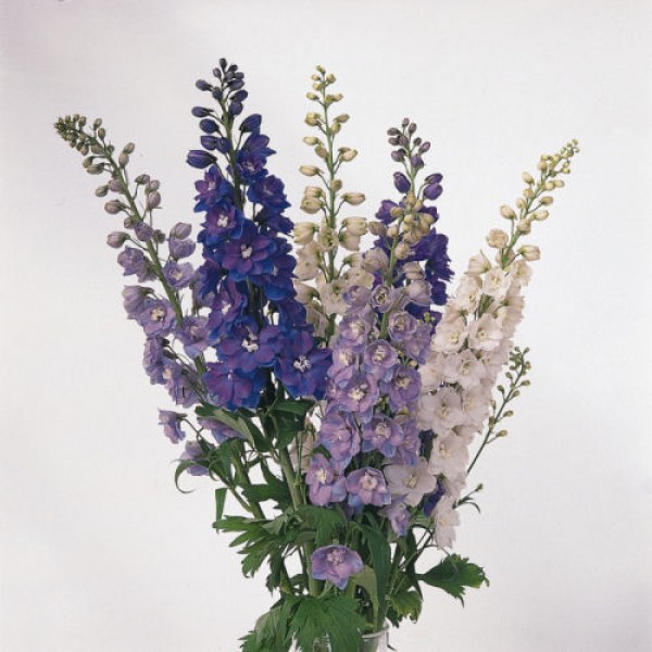 delphinium.jpg