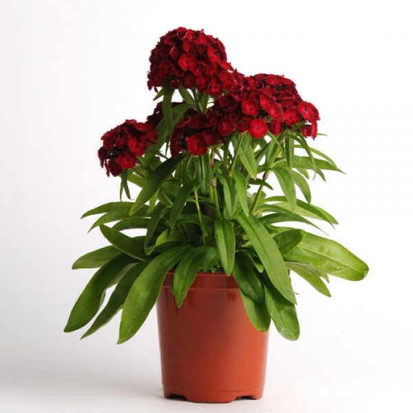 dianthus3.jpg