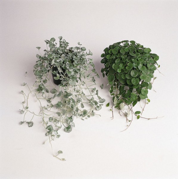 dichondra.jpg