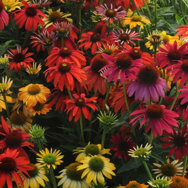echinacea.jpg