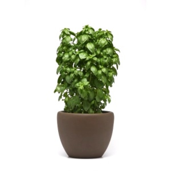 bylinky kategoria_500x.jpg