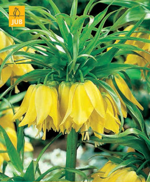 fritillaria.jpg