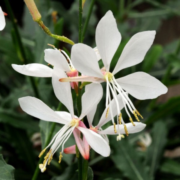 gaura.jpg