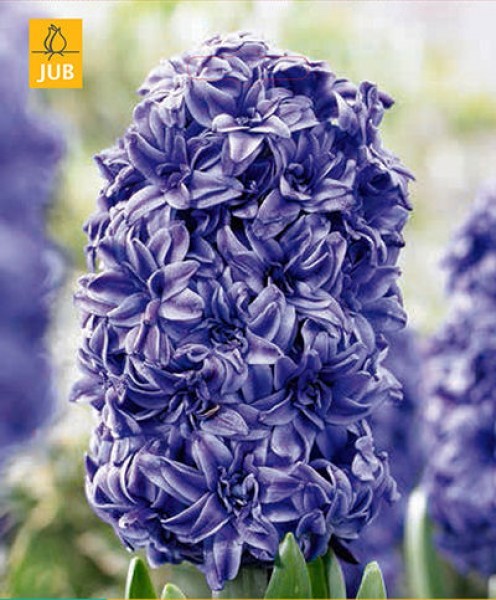 hyacinty.jpg