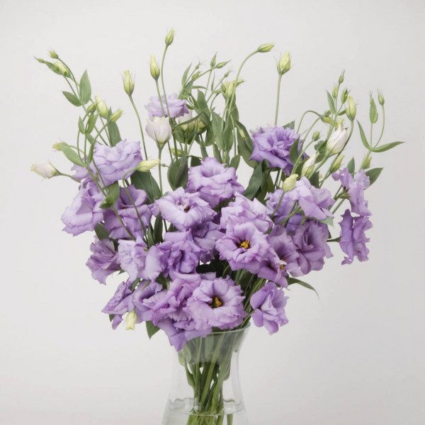 lisianthus8