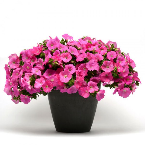 petunia_easy_wave.jpg