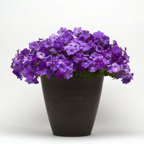 petunia_shock_wave.jpg