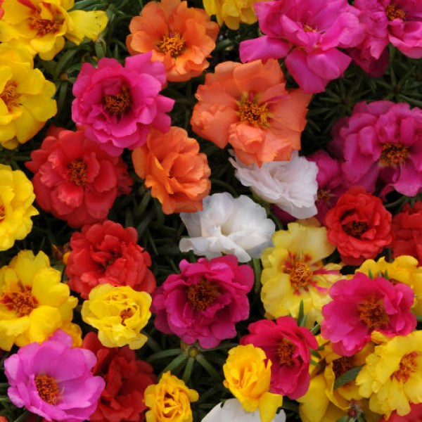 portulaca.jpg