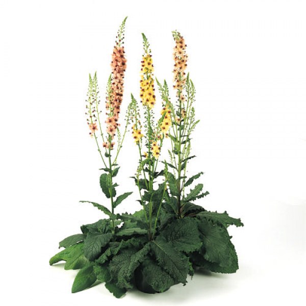 verbascum8.jpg