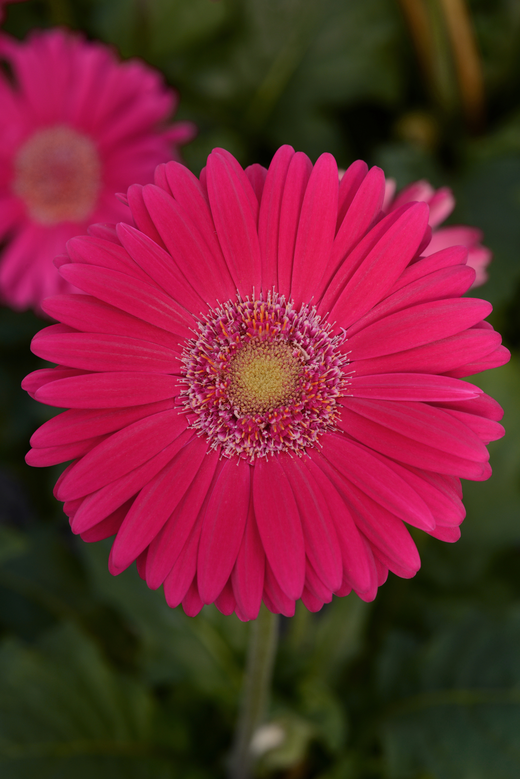 gerbera_mega_revolution_deep_rose_light_eye_2.jpg