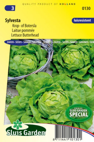 salat hlavkovy sylvesta, semena salatu, salatove semena, semena zeleniny, zeleninove semena