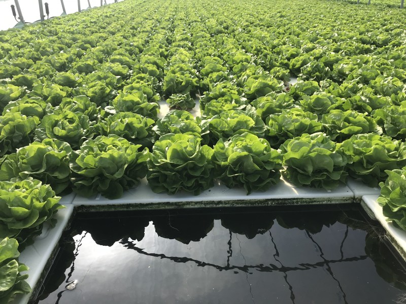 akvaponia, hydroponia,