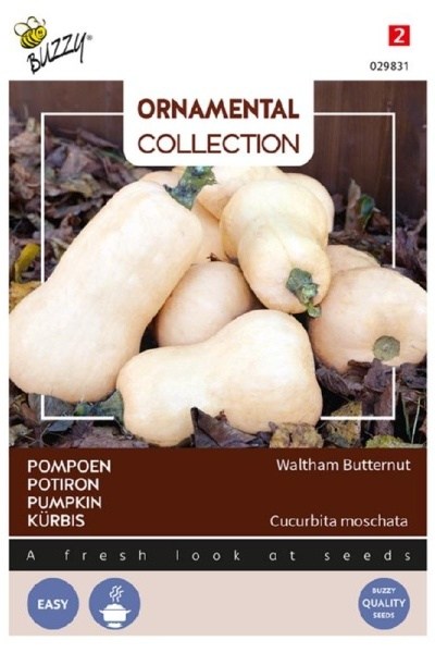 Tekvica, Waltham Butternut, semená