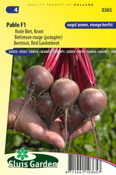 repa, cvikla, semená repy, semená cvikly, cervena repa, repa pablo