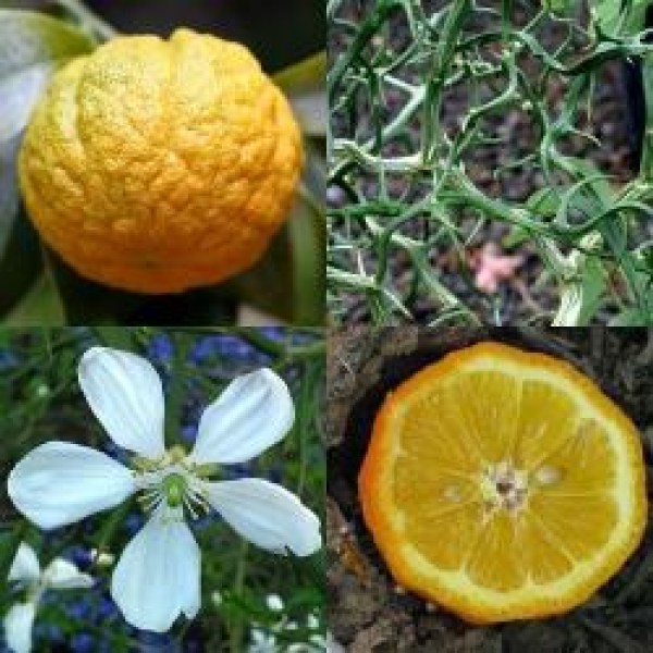 072000-wilde-citroen