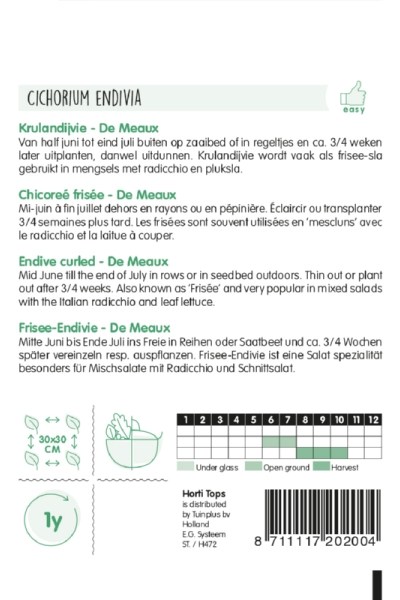 Semená endívia, kučeravá endívia, endívia,