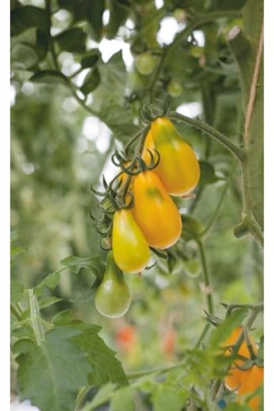 Paradajky, rajčiny žlté, hruškovité rajčiny, Yellow Pearshaped,