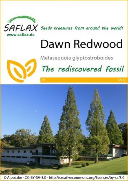 12912-metasequoia-glyptostroboides-seed-package-front-cr-english