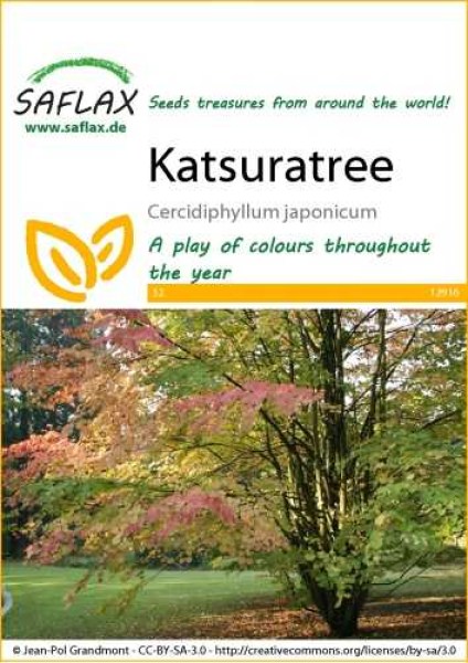 12916-cercidiphyllum-japonicum-seed-package-front-cr-english