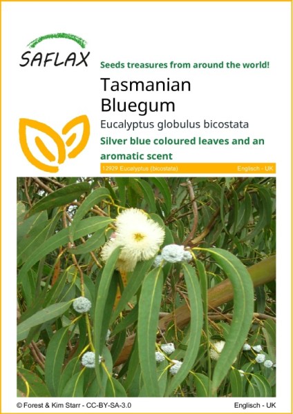 Eucalyptus globulus bicostata, eucalyptus globustus, semená eukalyptu, semena eucalyptu, interierove rastliny,