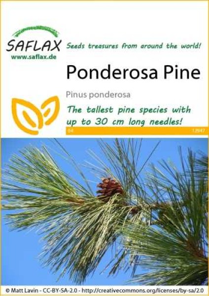 12947-pinus-ponderosa-seed-package-front-cr-english