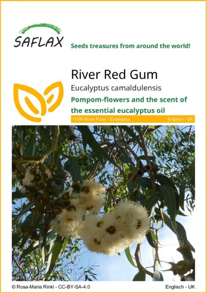 Semená Eucalyptu, eukalyptus camaldulensis, eukalyptus Red River Gum, červený eukalyptus, eukalyptus semená,