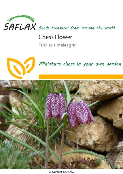Fritillaria meleagris, Korunkovka strakatá, semená