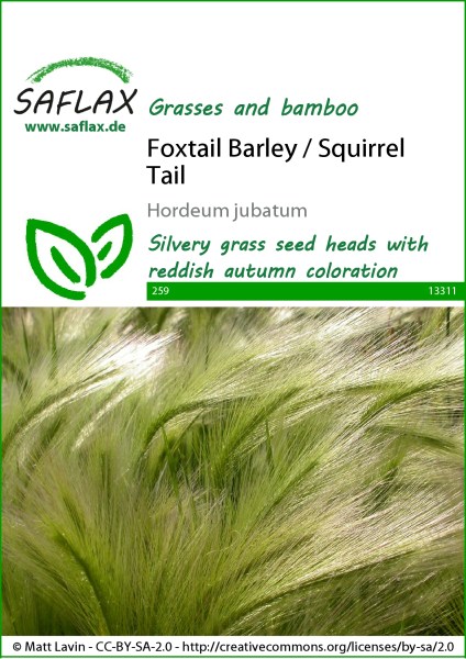 13311-hordeum-jubatum-seed-package-front-cr-english