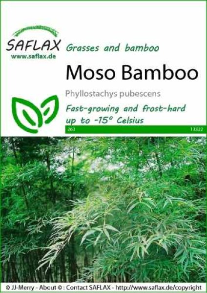 13322-phyllostachys-pubescens-seed-package-front-cr-english