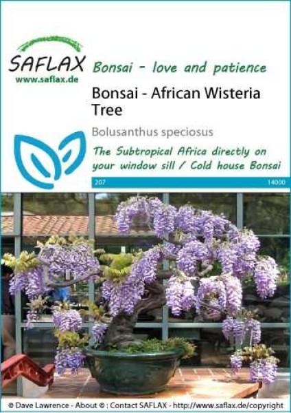 14000-bolusanthus-speciosus-seed-package-front-cr-english