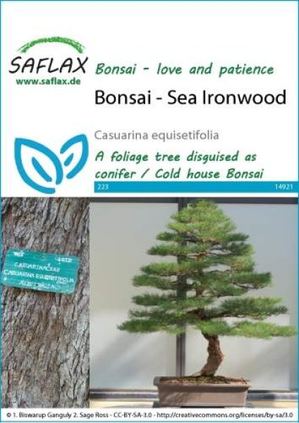 14921-casuarina-equisetifolia-seed-package-front-cr-english