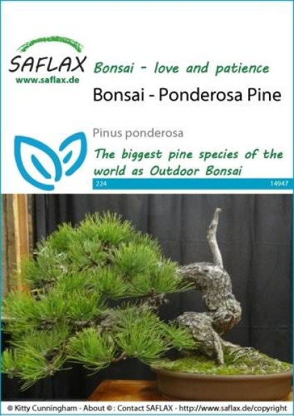 14947-pinus-ponderosa-seed-package-front-cr-english