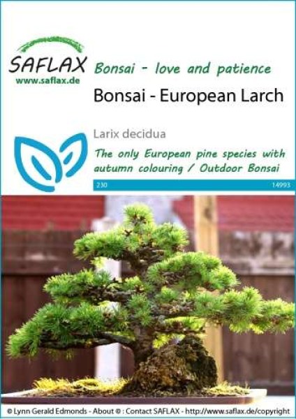 14993-larix-decidua-seed-package-front-cr-english