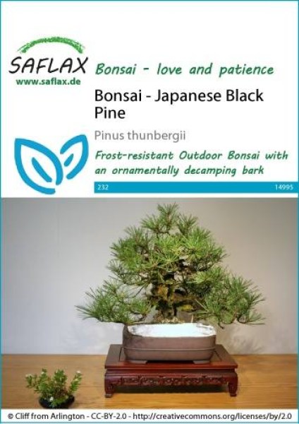 14995-pinus-thunbergii-seed-package-front-cr-english