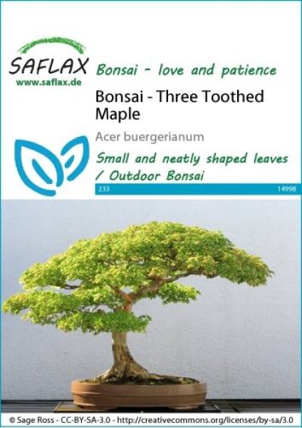 14998-acer-buergerianum-seed-package-front-cr-english