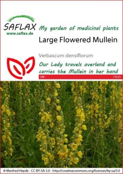 15223-verbascum-densiflorum-seed-package-front-cr-english