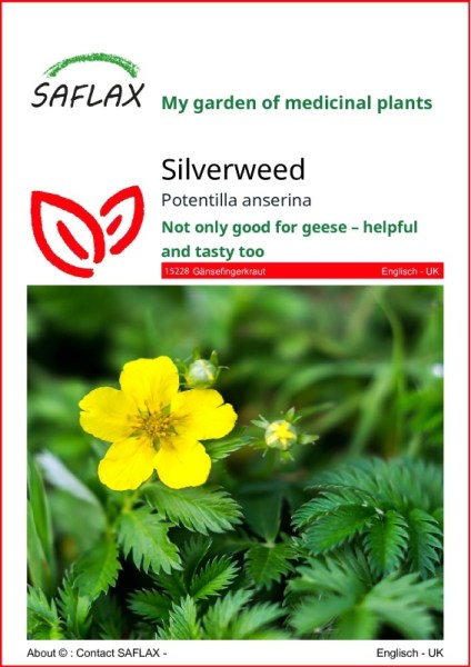 Potentilla anserina, Nátržník husí, semená nátržník, semená nátržníka, 