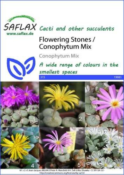 19981-conophytum-mix-seed-package-front-cr-english