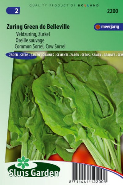 semena stiav, stiav velkolisty, semena holland