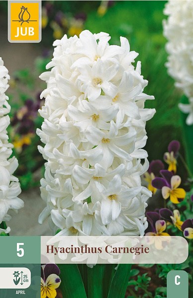 cibuloviny, cibulky kvetov, kvety, kvetove cibule, hyacinty, hyacint