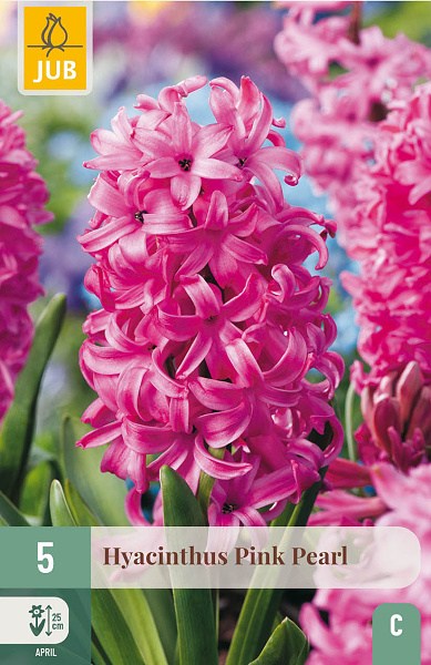 hyacint, kvetove cibulky, cibuloviny, kvety, cibule hyacintov, cubuľoviny