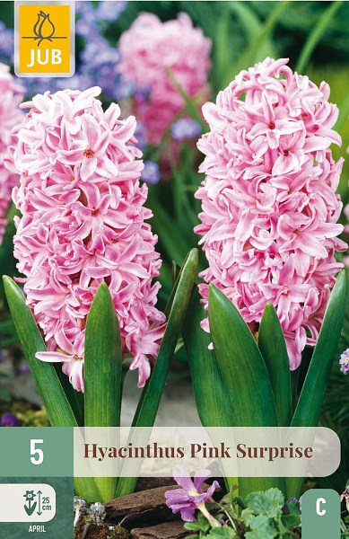 ruzovy hyacint, cibuloviny, cibuky kvetov, kvetove cibulky, kvety