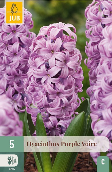 purple voice, hyacint, hyacinty, cibuloviny, kvety, cibule kvetov