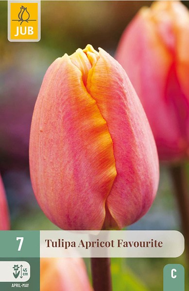Tulipán Apricot Favourite, tulipány, cibuľoviny, jesenné cibuľoviny,