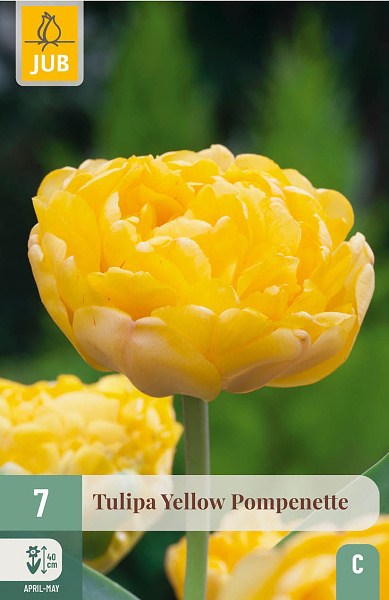 Cibuľoviny, tulipány, Tulipán Yellow Popenette