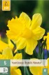 Narcis, Dutch Master, velke narcisy, narcisy, kvety, cibuloviny, cibulky kvetov